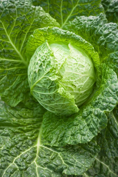 Lahana, K vitamini, C vitamini ve diyet lifi iyi bir kaynaktır