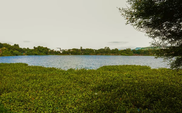 Serene Water Lake With Lush Greenery — Stock Photo, Image