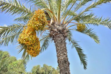 Plajda hurma ağaçları olan Guardamar del Segura, Alicante. İspanya. Avrupa. 21 Eylül 2019
