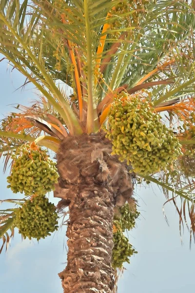 Palm Tree Dates Beach Guardamar Del Segura Alicante Spain Europe — Stock Photo, Image