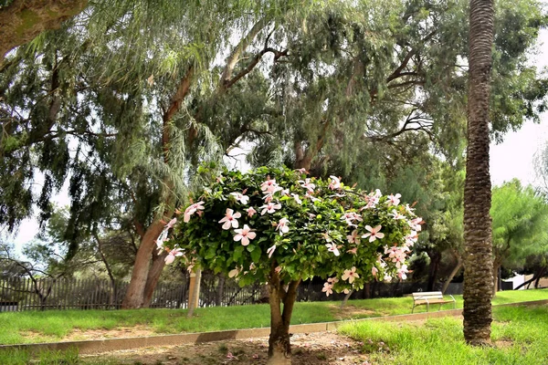 Plant Flower Called Hibiscus Hibisco Reina Sofia Dunes Park Guardamar — Stock Photo, Image