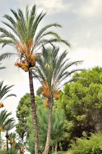 레이나 소피아 공원에 야자나무들 과르다 마르델 해변에 나무들 입니다 스페인 — 스톡 사진