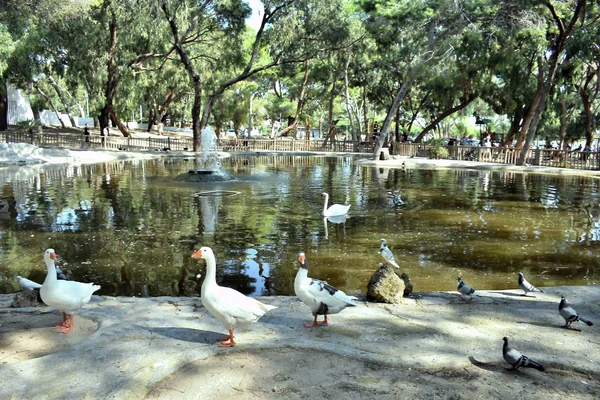 Oies Dans Parc Reina Sofia Dunes Guardamar Del Segura Plage — Photo