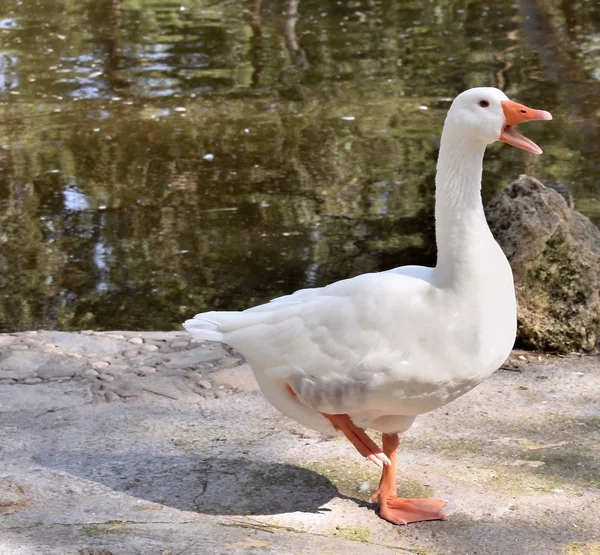 Goose Reina Sofia Dunes Park Guardamar Del Segura Beach Alicante — Stock Photo, Image