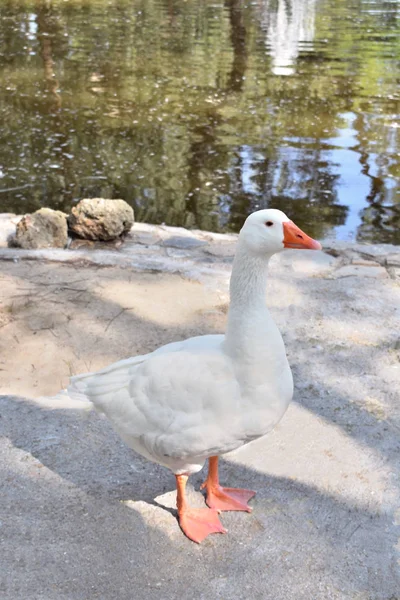 ガーダマー セグラ ビーチのソフィア 砂丘公園のガチョウ アリカンテ スペインだヨーロッパ — ストック写真