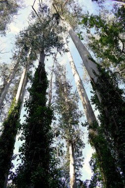 Souto da Retorta, Vivero, Galiçya 'da Chavin okaliptüsü olarak da bilinir. İspanya. Avrupa.