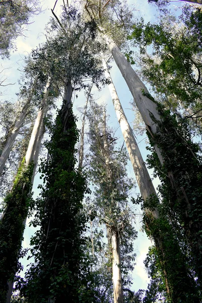 Souto Retorta También Conocido Como Chavin Eucalyptus Vivero Galicia España — Foto de Stock