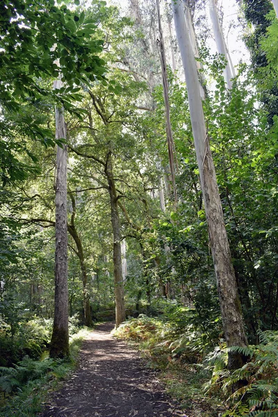 Souto Retorta Також Відомий Chavin Eucalyptus Віверо Галісія Іспанія Європа — стокове фото