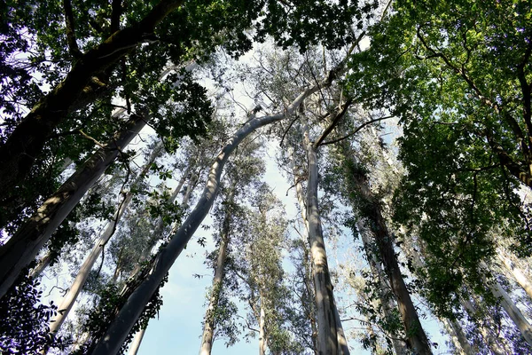 Der Souto Retorta Auch Als Chavin Eukalyptus Bekannt Vivero Galicien — Stockfoto