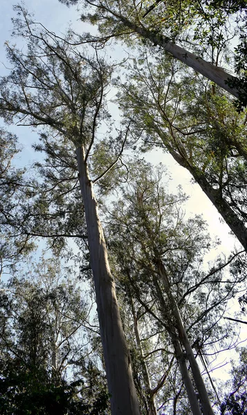 Souto Retorta También Conocido Como Chavin Eucalyptus Vivero Galicia España — Foto de Stock