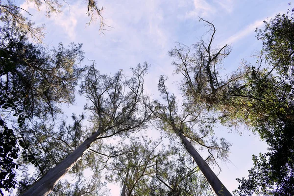 Souto Retorta También Conocido Como Chavin Eucalyptus Vivero Galicia España — Foto de Stock