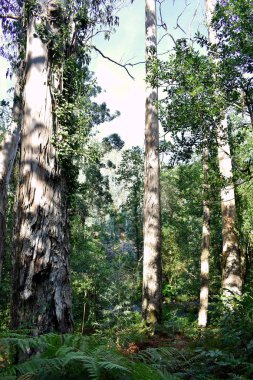 Souto da Retorta, Vivero, Galiçya 'da Chavin okaliptüsü olarak da bilinir. İspanya. Avrupa.
