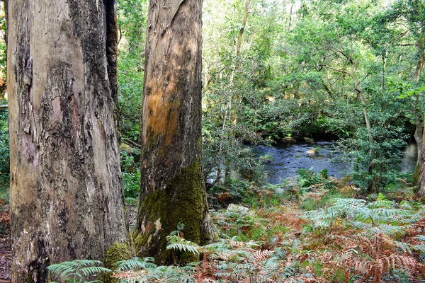 Souto Retorta Also Known Chavin Eucalyptus Vivero Galicia Spain Europe — Stock Photo, Image