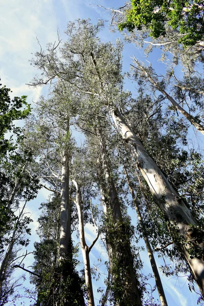 Souto Retorta Also Known Chavin Eucalyptus Vivero Galicia Spain Europe — Stock Photo, Image