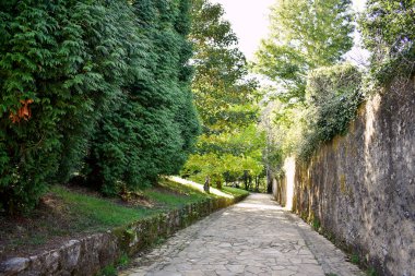 Souto da Retorta, Vivero, Galiçya 'da Chavin okaliptüsü olarak da bilinir. İspanya. Avrupa.