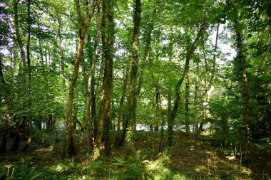 Souto da Retorta, Vivero, Galiçya 'da Chavin okaliptüsü olarak da bilinir. İspanya. Avrupa.