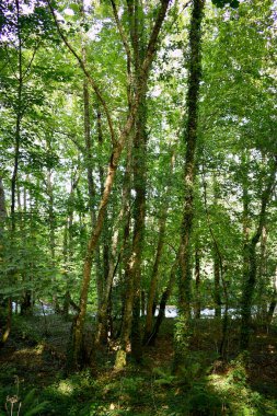 Souto da Retorta, Vivero, Galiçya 'da Chavin okaliptüsü olarak da bilinir. İspanya. Avrupa.