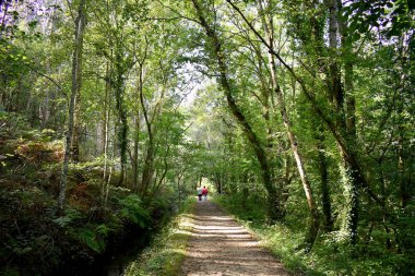 Souto da Retorta, Vivero, Galiçya 'da Chavin okaliptüsü olarak da bilinir. İspanya. Avrupa.