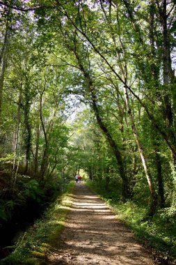 Souto da Retorta, Vivero, Galiçya 'da Chavin okaliptüsü olarak da bilinir. İspanya. Avrupa.