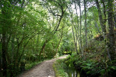 Souto da Retorta, Vivero, Galiçya 'da Chavin okaliptüsü olarak da bilinir. İspanya. Avrupa.