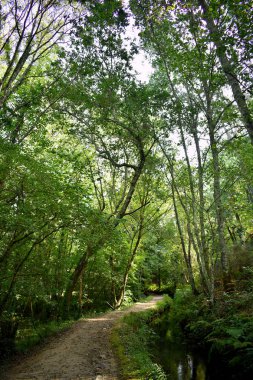 Souto da Retorta, Vivero, Galiçya 'da Chavin okaliptüsü olarak da bilinir. İspanya. Avrupa.