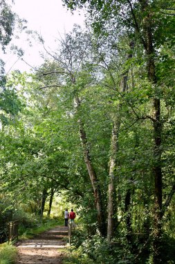 Souto da Retorta, Vivero, Galiçya 'da Chavin okaliptüsü olarak da bilinir. İspanya. Avrupa.