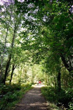 Souto da Retorta, Vivero, Galiçya 'da Chavin okaliptüsü olarak da bilinir. İspanya. Avrupa.