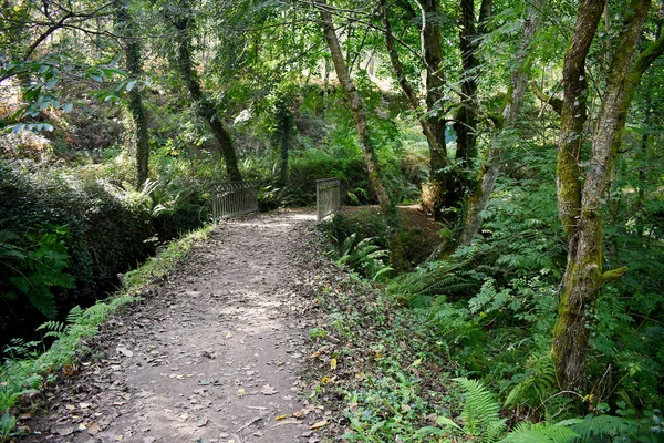 Souto Retorta Também Conhecido Como Eucalipto Chavin Vivero Galiza Espanha — Fotografia de Stock