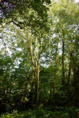 Souto da Retorta, Vivero, Galiçya 'da Chavin okaliptüsü olarak da bilinir. İspanya. Avrupa.