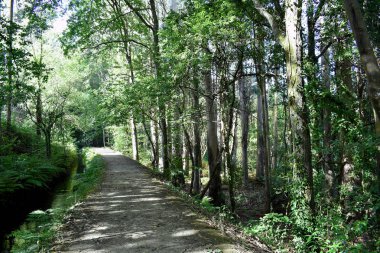 Souto da Retorta, Vivero, Galiçya 'da Chavin okaliptüsü olarak da bilinir. İspanya. Avrupa.