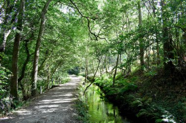 Souto da Retorta, Vivero, Galiçya 'da Chavin okaliptüsü olarak da bilinir. İspanya. Avrupa.