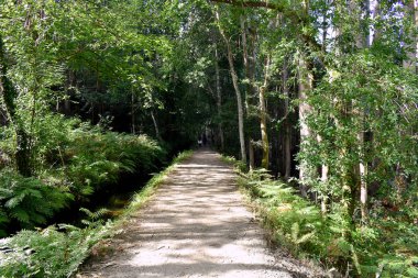 Souto da Retorta, Vivero, Galiçya 'da Chavin okaliptüsü olarak da bilinir. İspanya. Avrupa.