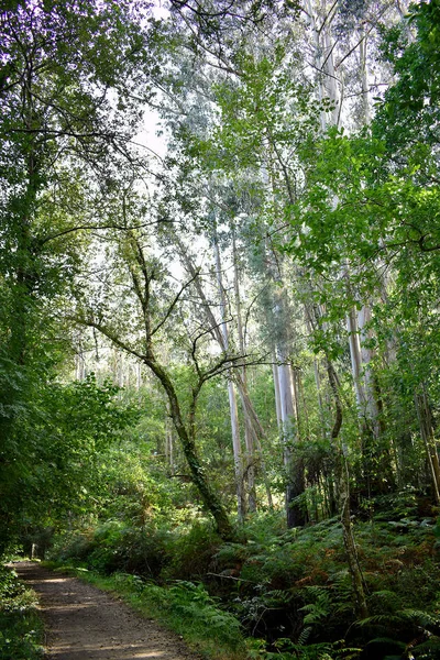 Souto Retorta Também Conhecido Como Eucalipto Chavin Vivero Galiza Espanha — Fotografia de Stock