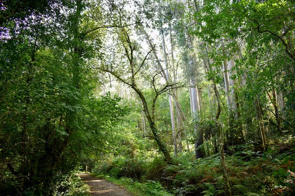 Souto Retorta Також Відомий Chavin Eucalyptus Віверо Галісія Іспанія Європа — стокове фото