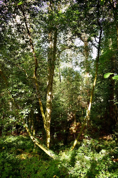 Souto Retorta También Conocido Como Eucalipto Chavin Vivero Galicia España —  Fotos de Stock