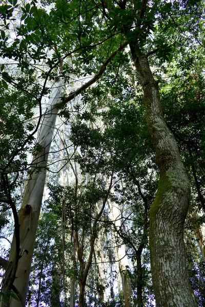 Souto Retorta Também Conhecido Como Eucalipto Chavin Vivero Galiza Espanha — Fotografia de Stock