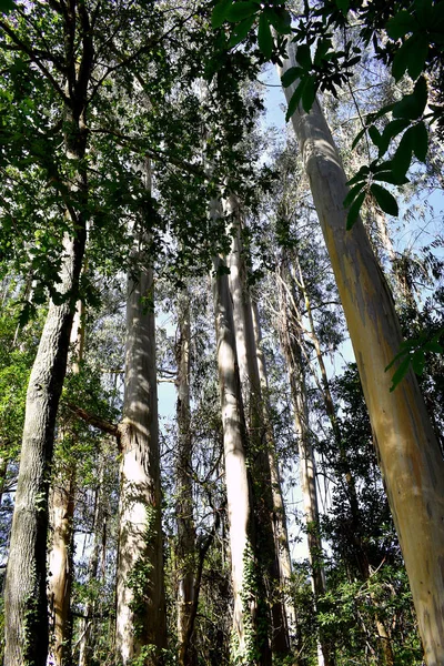 Souto Retorta Vivero Galiçya Chavin Okaliptüsü Olarak Bilinir Spanya Avrupa — Stok fotoğraf