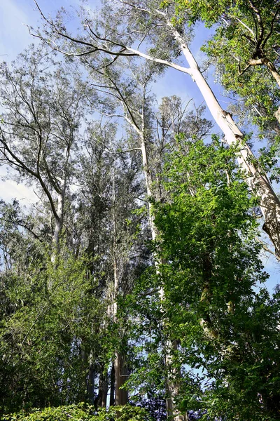 Souto Retorta Известный Chavin Eucalyptus Виверо Галисия Испании Европа — стоковое фото