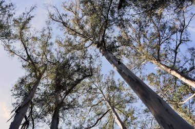 Souto da Retorta, Vivero, Galiçya 'da Chavin okaliptüsü olarak da bilinir. İspanya. Avrupa.