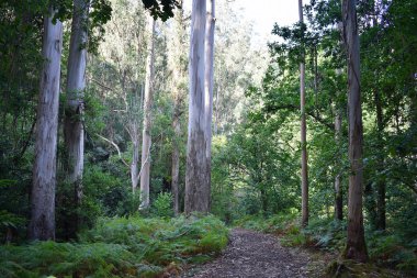 Souto da Retorta, Vivero, Galiçya 'da Chavin okaliptüsü olarak da bilinir. İspanya. Avrupa.