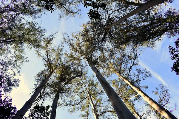 Souto Retorta Ook Bekend Als Chavin Eucalyptus Vivero Galicië Spanje — Stockfoto