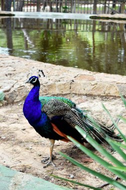 Peacock, Guardamar del Segura sahilindeki Reina Sofia Dunes parkında, Alicante. İspanya. Avrupa.