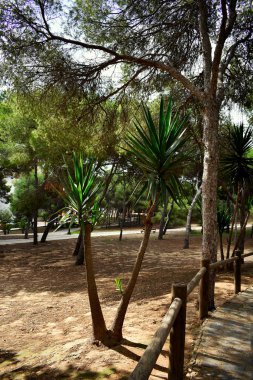 Guardamar del Segura sahilindeki Reina Sofia Dunes parkında çam ağacı, Alicante. İspanya. Avrupa.