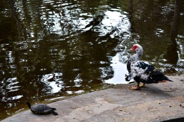 Guardamar del Segura sahilindeki Reina Sofia Dunes parkında, Alicante. İspanya. Avrupa.