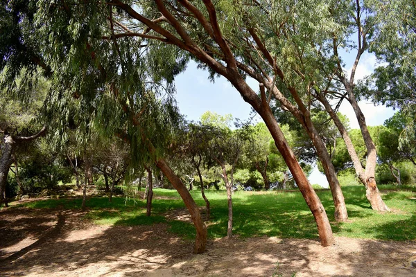 Sosny Parku Reina Sofia Dunes Guardamar Del Segura Plaży Alicante — Zdjęcie stockowe