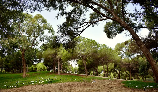 pines tree in the Reina Sofia Dunes park of Guardamar del Segura beach, Alicante. Spain. Europe.