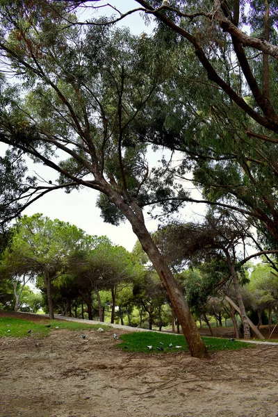 레이나 소피아 공원에 소나무들은 과르다 마르델 해변에 스페인 — 스톡 사진