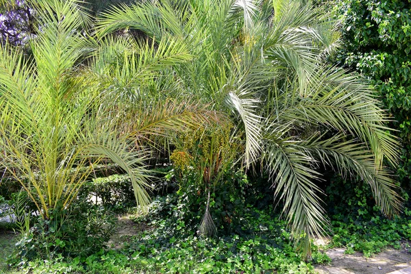 Palmbomen Het Reina Sofia Duinen Park Van Guardamar Del Segura — Stockfoto