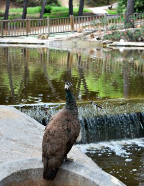 Peacock, Guardamar del Segura sahilindeki Reina Sofia Dunes parkında, Alicante. İspanya. Avrupa.