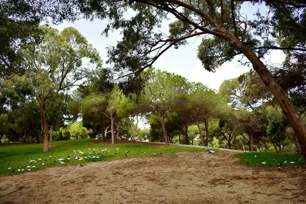 Tallar Träd Reina Sofia Dunes Park Guardamar Del Segura Stranden — Stockfoto